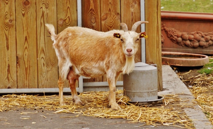 La Ferme aux Oies - Marcq-en-Barœul