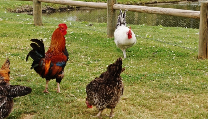 La Ferme aux Oies - Marcq-en-Barœul