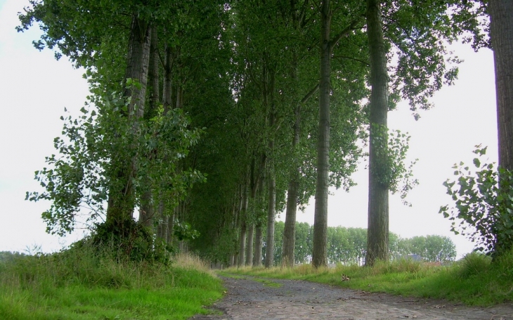 Chemin de la drève - Mérignies