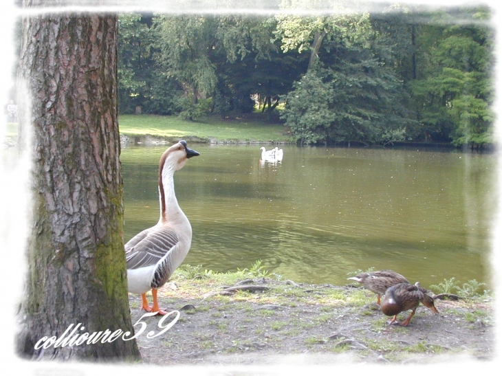 Le Parc du Hautmont - Mouvaux