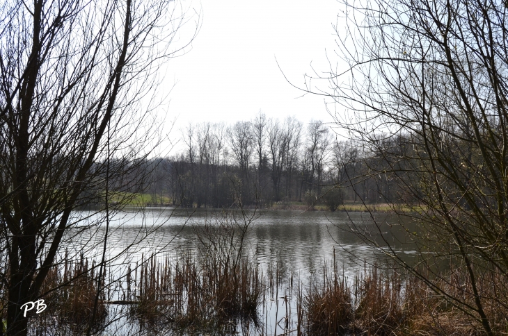 Les étangs en Foret de Phalempin