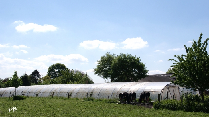 Tunel pour la culture des Fraises - Toufflers