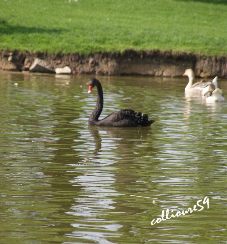 Parc Clemenceau a Tourcoing 