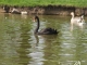 Photo suivante de Tourcoing Parc Clemenceau a Tourcoing 