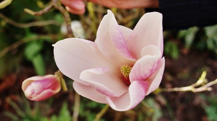 Magnolia  - Vieux-Condé