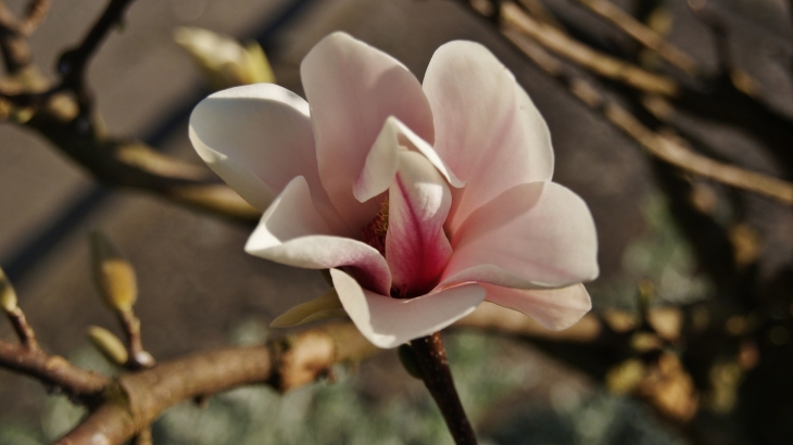 Magnolia  - Villers-Pol