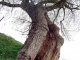 Photo suivante de Ablain-Saint-Nazaire Auprès de mon arbre 