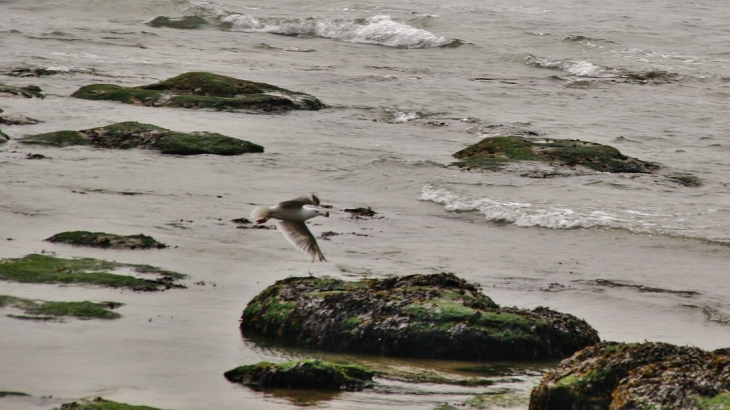 La Plage - Audresselles