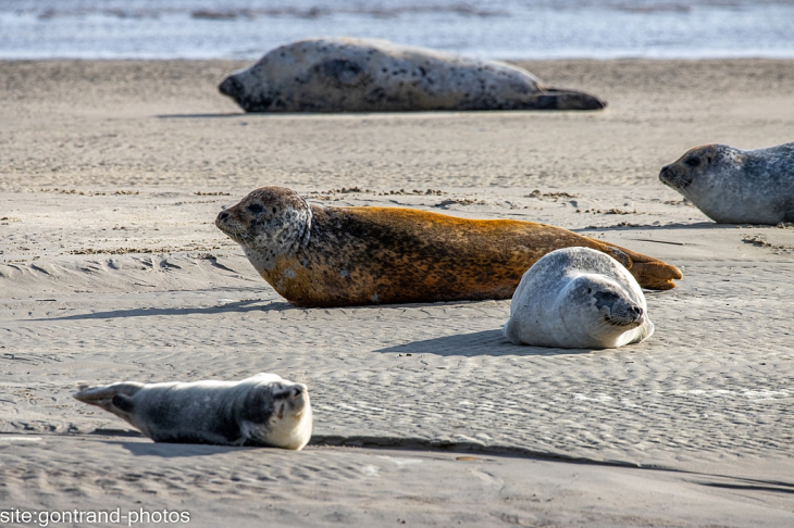 Phoques - Berck