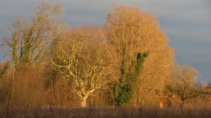 Arbre à tototes - Beuvry