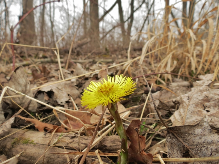 Dans le bois de bellenville,Le tussilage, aussi appelée pas d’âne, est une plante de type vivace à rhizomes, très connue pour posséder des vertus médicinales pour apaiser et guérir les infections des voies respiratoires. - Beuvry