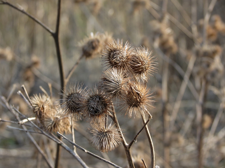 Les bardanes sont des plantes bisannuelles souvent de grande taille, reconnaissables à leurs capitules dont les bractées se terminent par des sortes de crochets, ce qui permet à ces capitules de s'accrocher aux vêtements et au poil des animaux - Beuvry