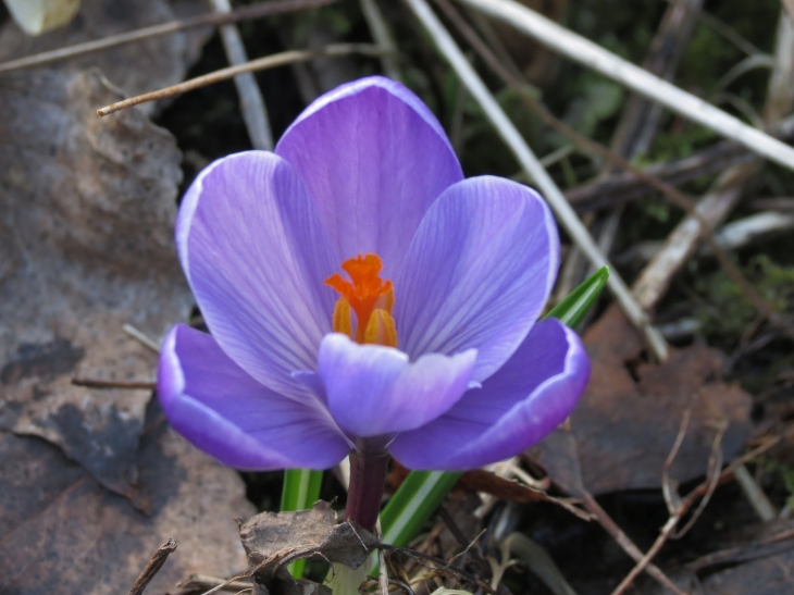 Dans le marais de bellenville.Crocus corsicus Vanucchi ex Maw de Corse fleurit en avril avec des fleurs mauves striées de violet. - Beuvry