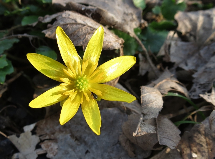 Dans le bois de bellenville.Le ficaire fausse-renoncule (Ranunculus ficaria) ou ficaire est une plante herbacée vivace de la famille des Ranunculaceae. - Beuvry