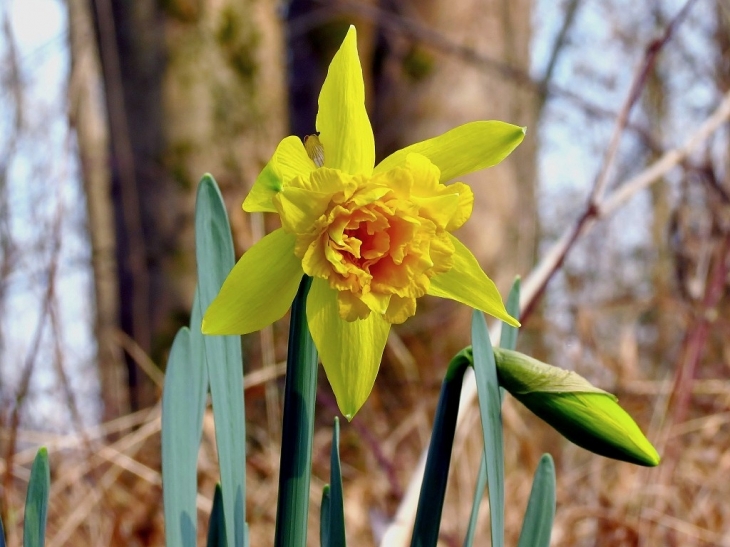 Dans le bois de bellenville.Jonquille est en français à la fois un nom commun véhiculaire et un nom vernaculaire qui désigne de façon ambiguë plusieurs plantes, généralement herbacées. En langage des fleurs, la signification de la jonquille est la langueu - Beuvry