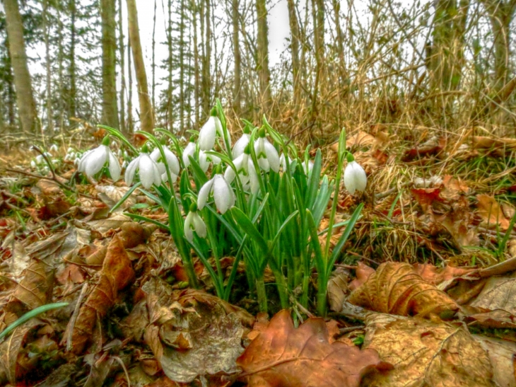 Dans le bois de bellenville.Perce-neige est un nom vernaculaire ambigu en français désignant diverses plantes de la famille des Amaryllidaceae qui poussent et fleurissent généralement en hiver. Elles ont, pour ce faire, la capacité de percer une faible co - Beuvry