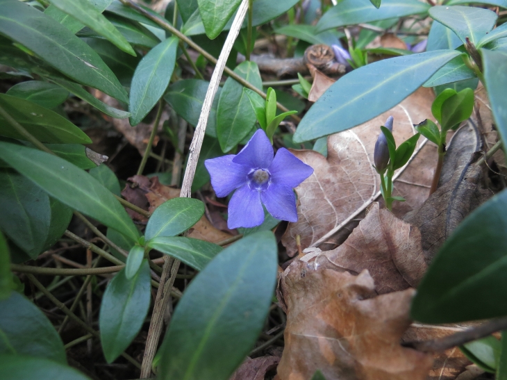 Dans le bois de bellenville.La petite pervenche (Vinca minor L.) est une plante herbacée pérenne de la famille des Apocynacées. - Beuvry