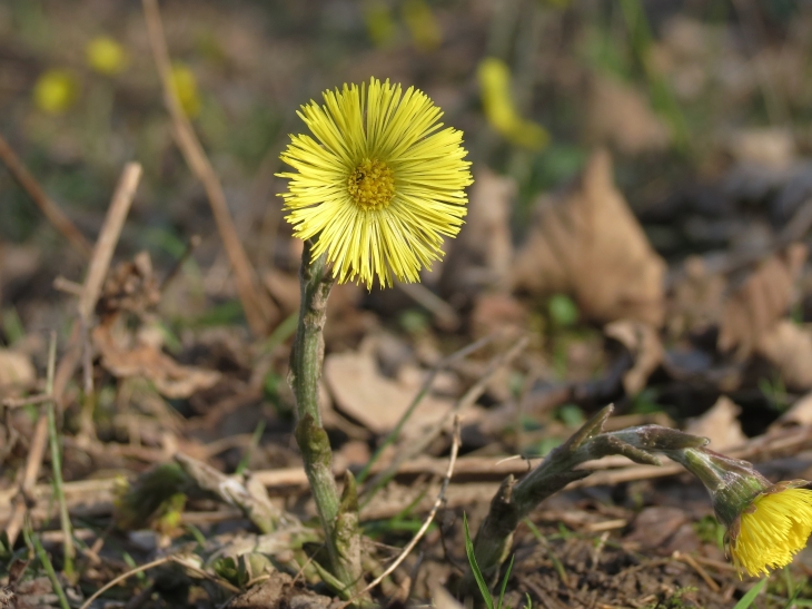 Dans le bois de belleville.Le tussilage (Tussilago farfara) ou pas-d'âne est une espèce de la famille des Asteraceae (Composées) et la seule espèce encore acceptée du genre Tussilago. - Beuvry