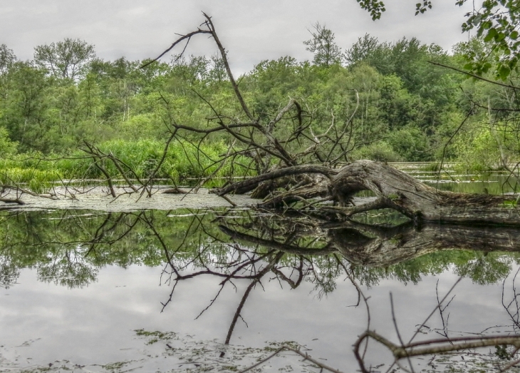 Marais de beuvry