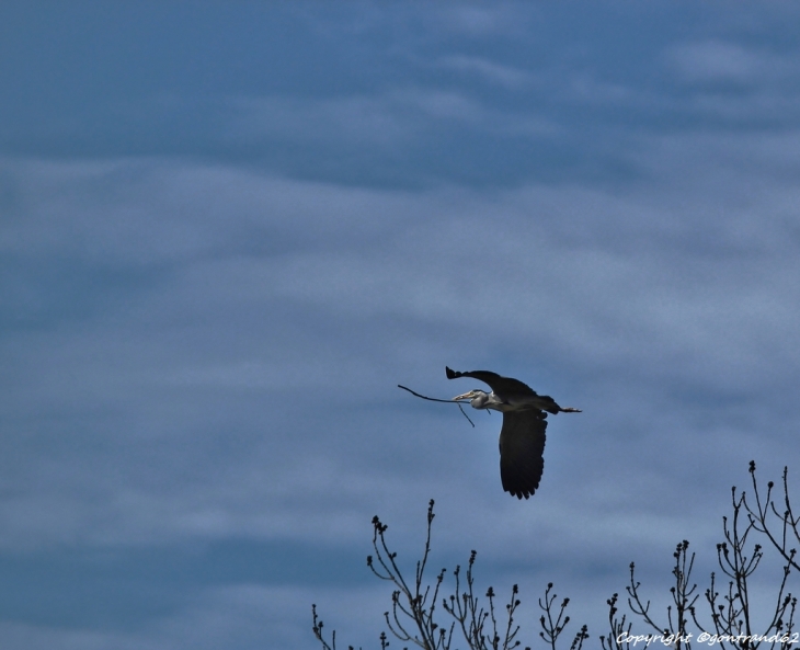 Le printemps est là, les herons sont en pleine activté - Beuvry