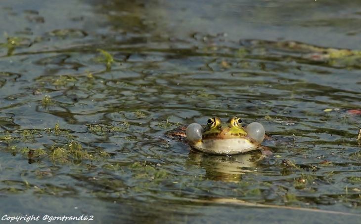 C'est le printemps , à bellenville les grenouilles chantent - Beuvry