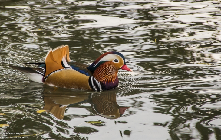 Canard mandarin sur le canal - Beuvry