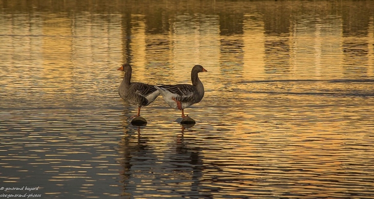 Les deux soeurs gare d'eau - Beuvry