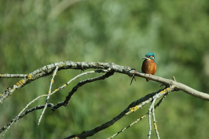 MARTIN PECHEUR, dans le marais de BELLENVILLE - Beuvry