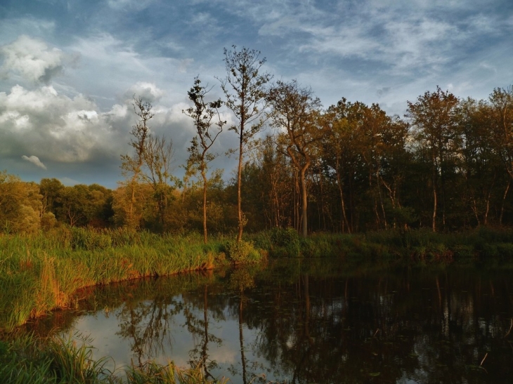 Marais de bellenvile - Beuvry