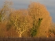 Photo suivante de Beuvry arbre à tototes