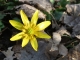 Photo suivante de Beuvry dans le bois de bellenville.Le ficaire fausse-renoncule (Ranunculus ficaria) ou ficaire est une plante herbacée vivace de la famille des Ranunculaceae.