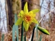 Photo suivante de Beuvry dans le bois de bellenville.Jonquille est en français à la fois un nom commun véhiculaire et un nom vernaculaire qui désigne de façon ambiguë plusieurs plantes, généralement herbacées. En langage des fleurs, la signification de la jonquille est la langueu