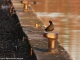 martin pecheur, et poule d'eau