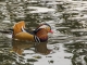 canard mandarin sur le canal