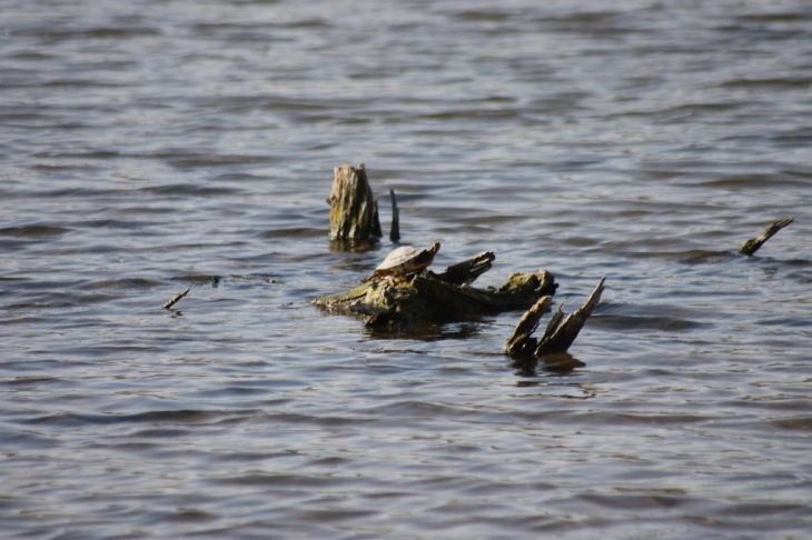 Tortue de floride - Cambrin