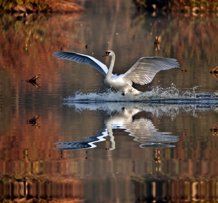 Photo prise au lever du jour dans le marais de cambrin