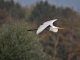 heron dans le marais de cambrin