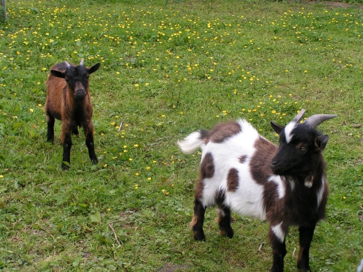 Dans les pâturages Hersinois - Hersin-Coupigny