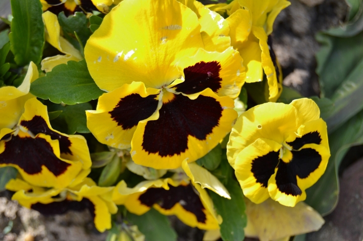 Berguette commune d'Isbergues ( Fleurs )