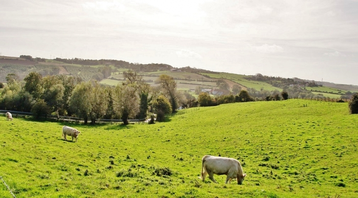 Paturage - Maninghen-Henne