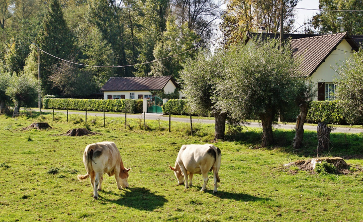 Paturages - Merck-Saint-Liévin