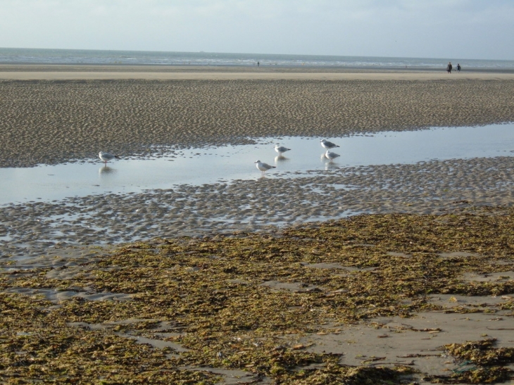 Plage de Neufchâtel-Hardelot