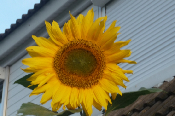 La beauté du tournesol géant - Outreau