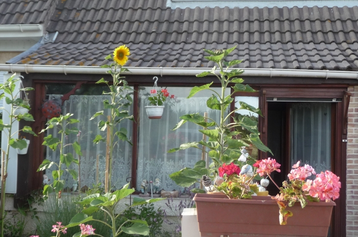 Les tournesol géants lieu dit le mont soleil - Outreau