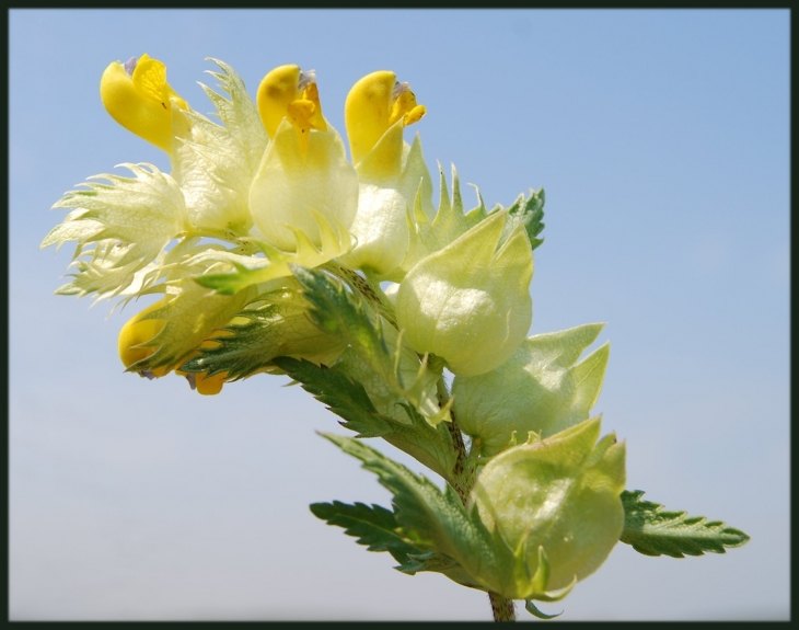 Fleurs du platier - Oye-Plage