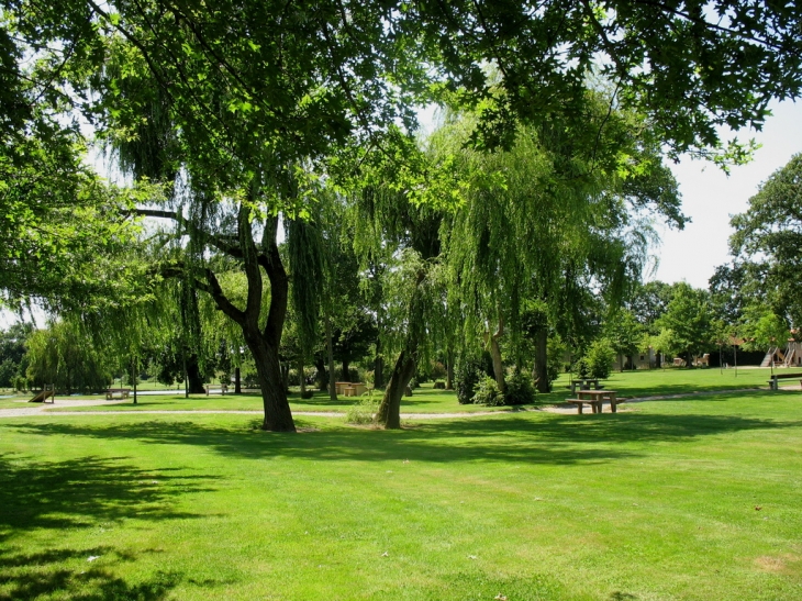 Chauvé arbre du parc des loisirs