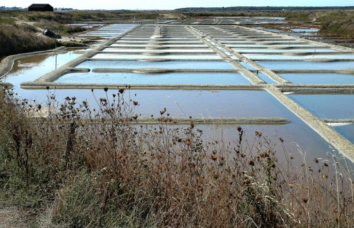 LES MARAIS SALANTS - Guérande