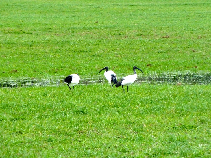 Les Ibis des Alentours - Guérande