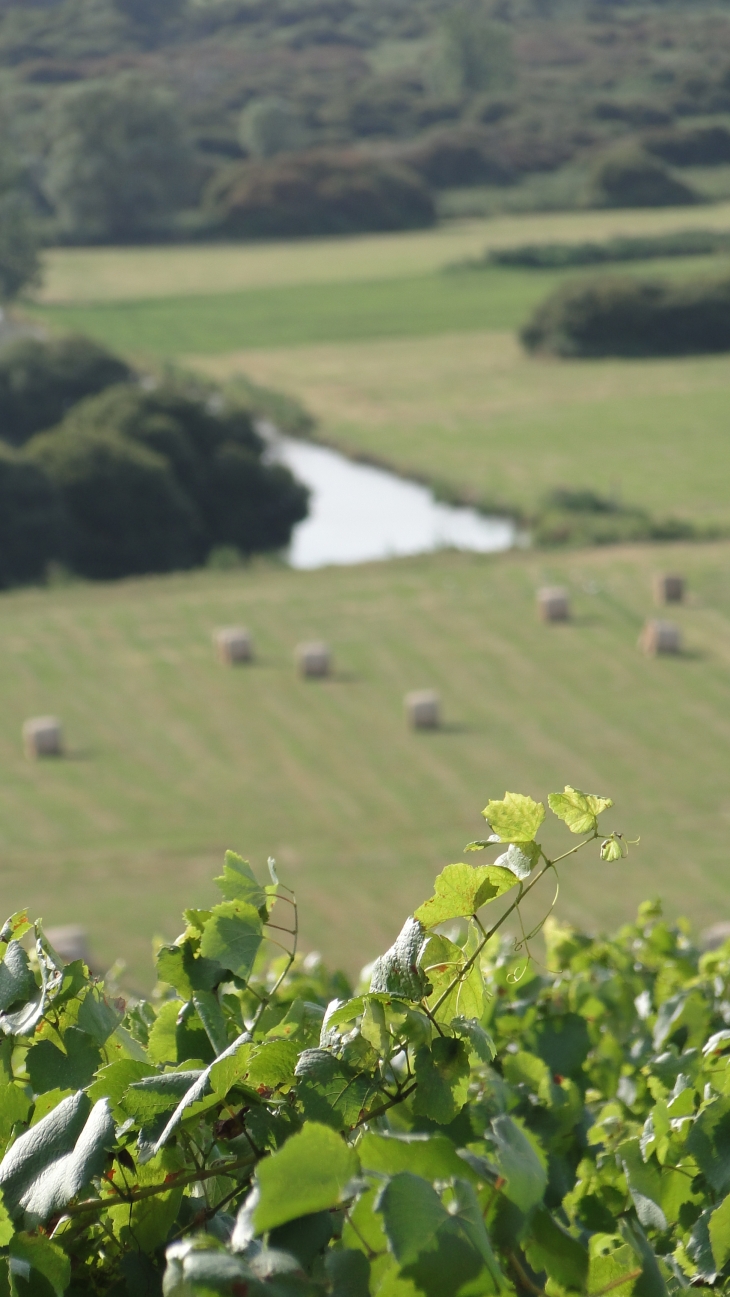 Vigne - Haute-Goulaine