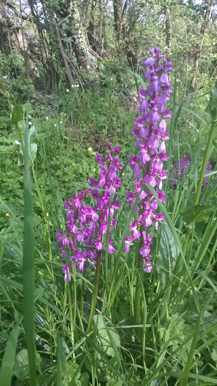 Orchidées sauvages lavau sur loire - Lavau-sur-Loire